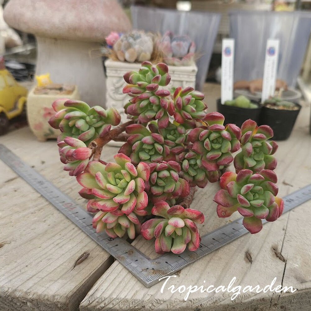 3+1　1994　 ミニベル　エケベリア　多肉植物　韓国産　観葉植物