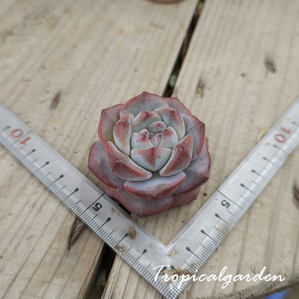 3+1　1983　Dream Blue　エケベリア　多肉植物　韓国産　観葉植物