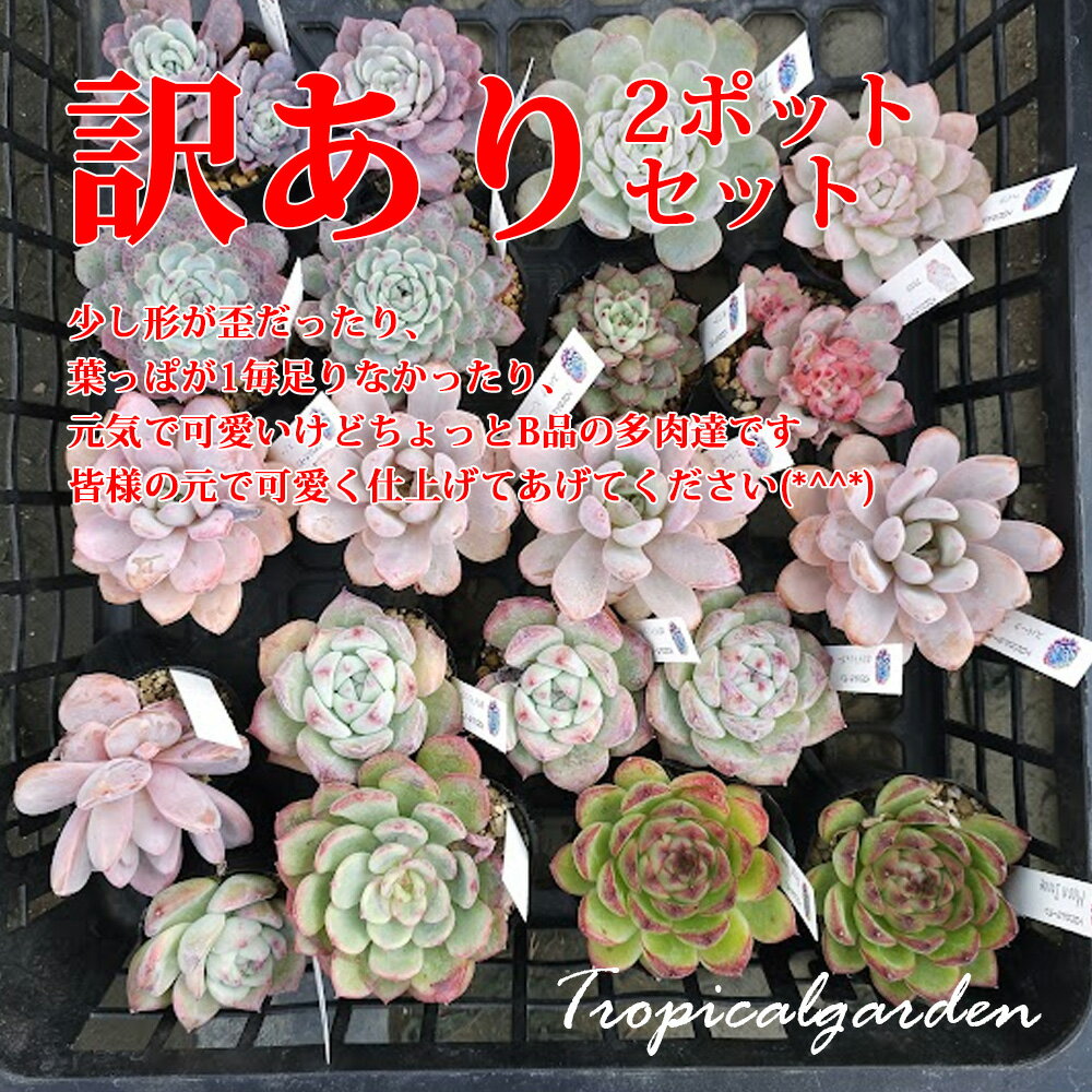 3+1 　訳あり苗中小錦お任せ3ポットセット　ワケアリ　訳あり　多肉植物　エケベリア　観葉植物