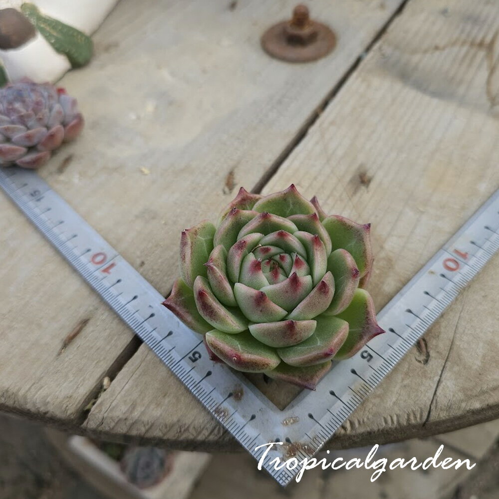 2089　3+1　丸葉バレンティーノ　エケベリア　多肉植物　観葉植物