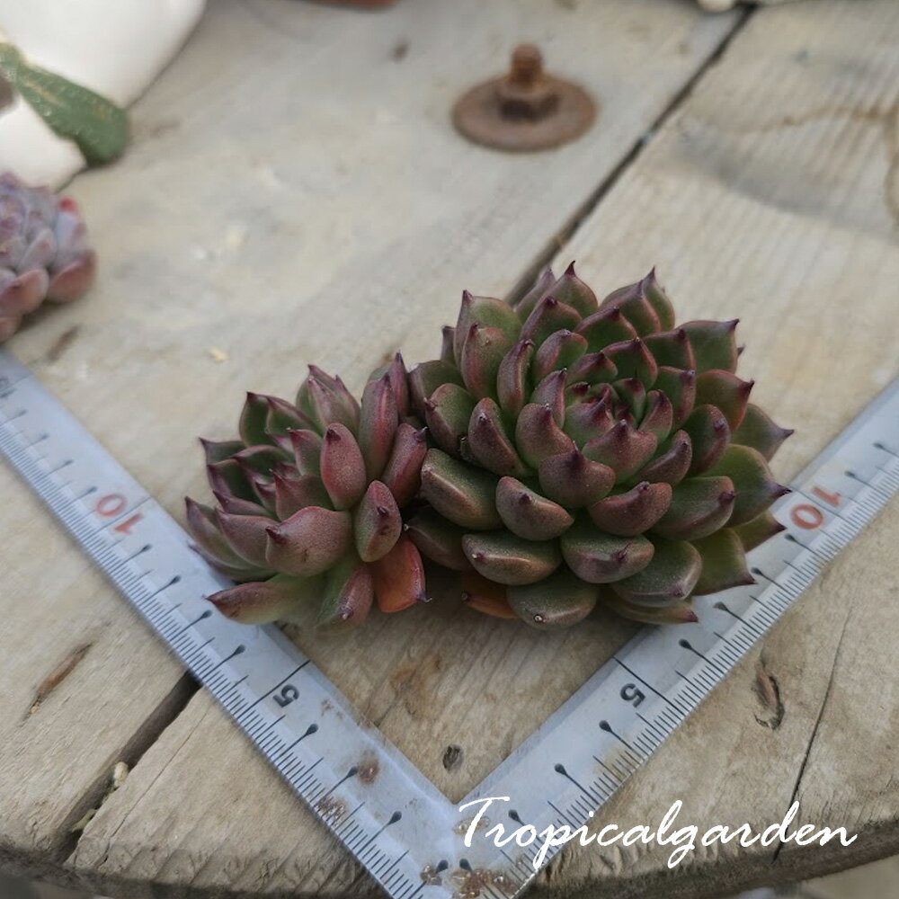 2090　3+1　ポポリ　エケベリア　多肉植物　観葉植物
