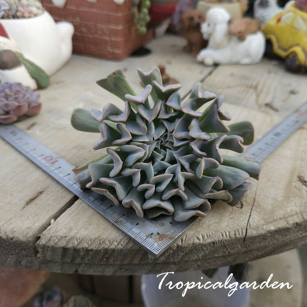 2070　3+1　レボリューション　エケベリア　多肉植物　観葉植物