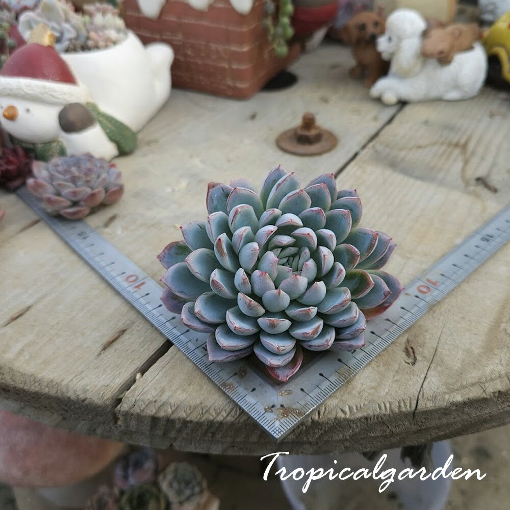 2073　3+1　銀ガビ(ウンガビ)　エケベリア　多肉植物　観葉植物