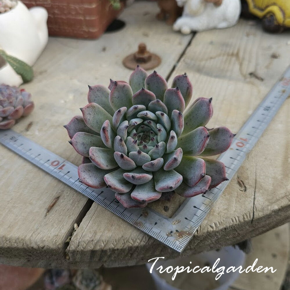 2081　3+1　ジャッカル　エケベリア　多肉植物　観葉植物