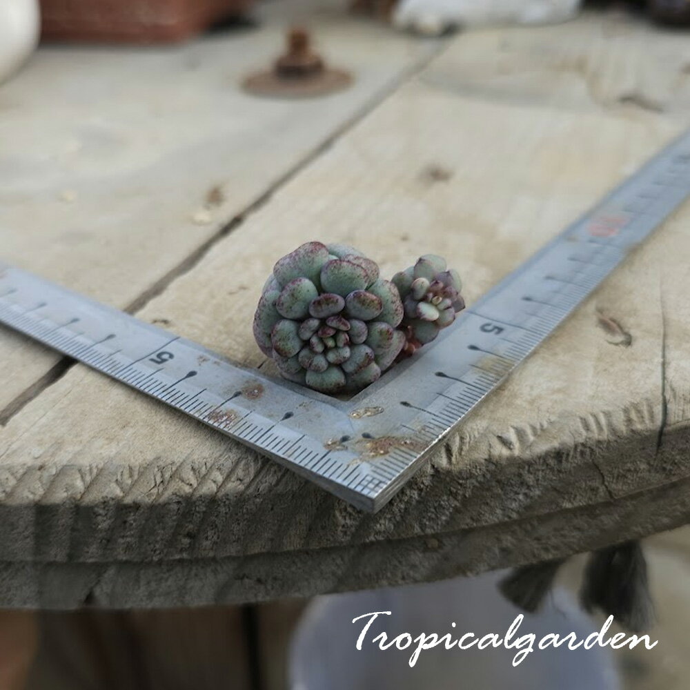 2050　3+1　ボラドリ　エケベリア　多肉植物　観葉植物