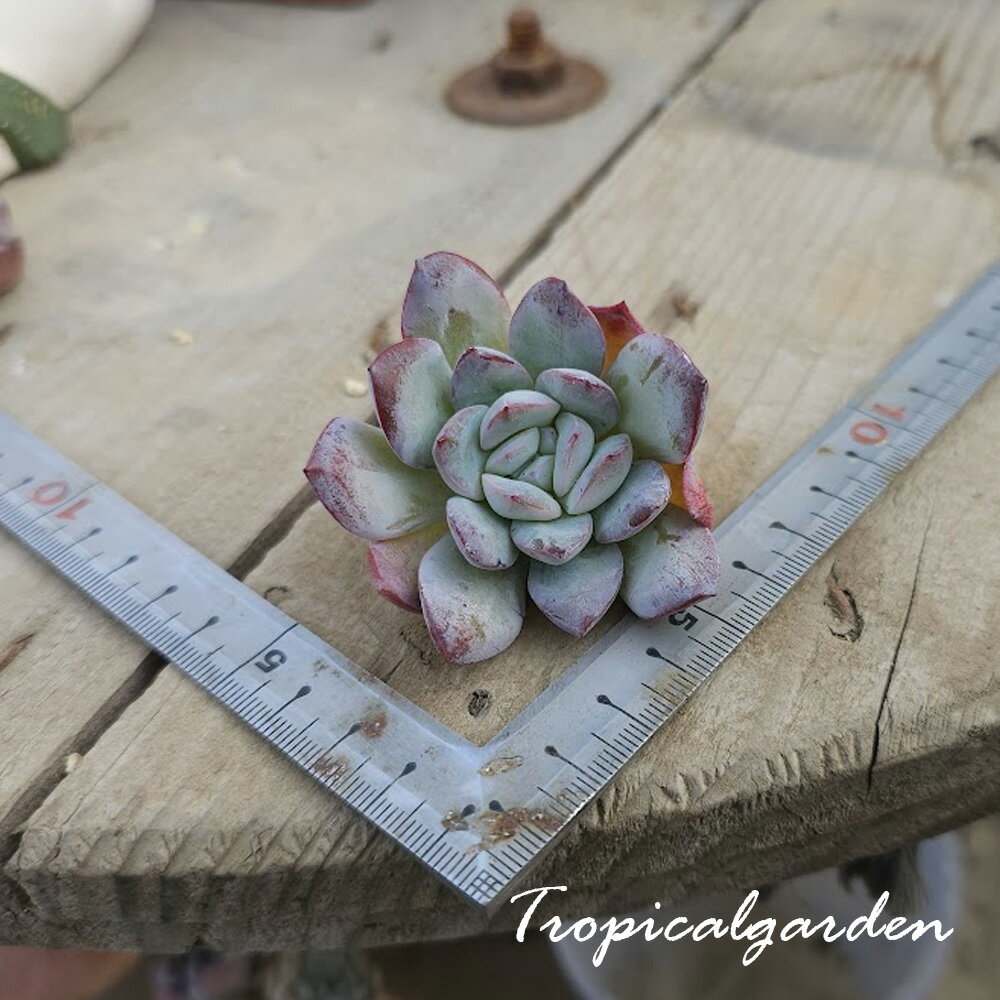 2052　3+1　リップル ラウイ　エケベリア　多肉植物　観葉植物