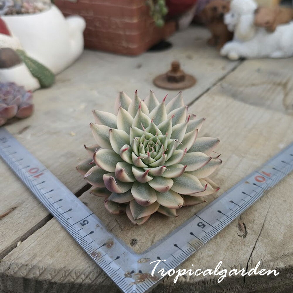 2063　3+1　シルバースター錦　エケベリア　多肉植物　観葉植物