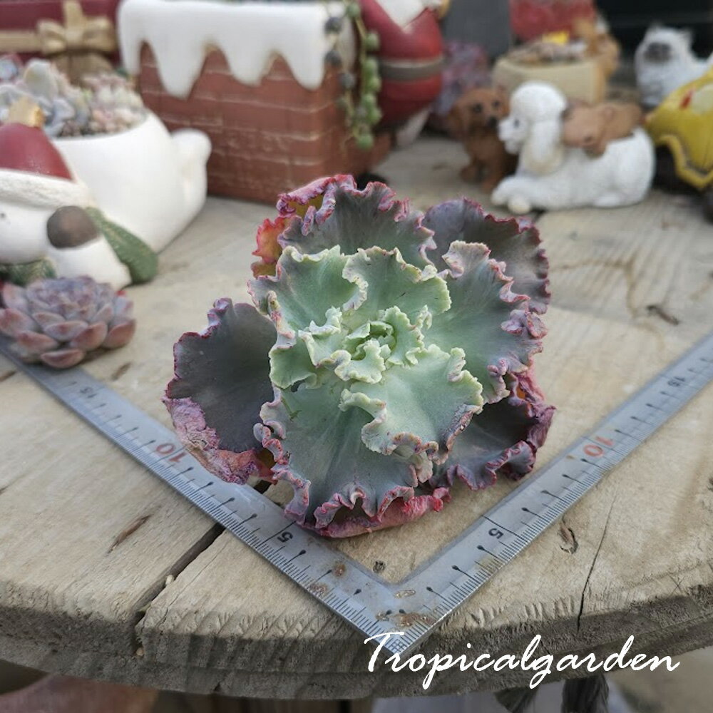 2061　3+1　クレオパトラ　エケベリア　多肉植物　観葉植物