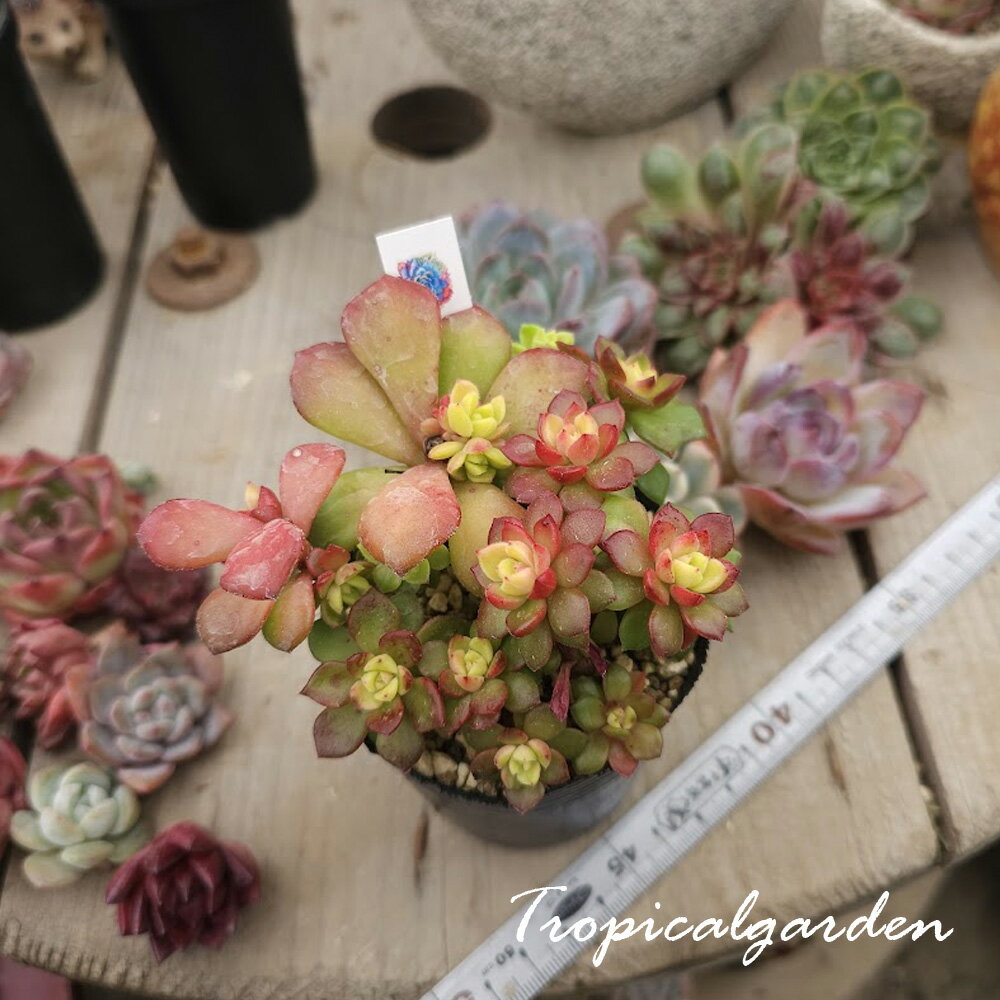 3+1　2101　マジックジャムゴールド　2.5号鉢　多肉植物　ポット苗植え付け済み　韓国産　観葉植物