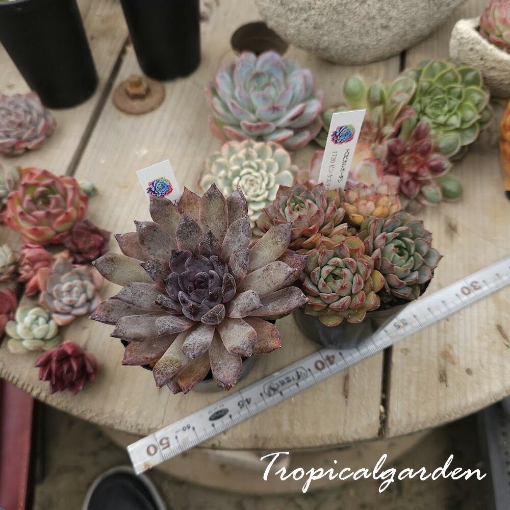 3+1　2104　ピンクステラ＆ブラックジャッカル　2号鉢　多肉植物　ポット苗植え付け済み　韓国産　観葉植物