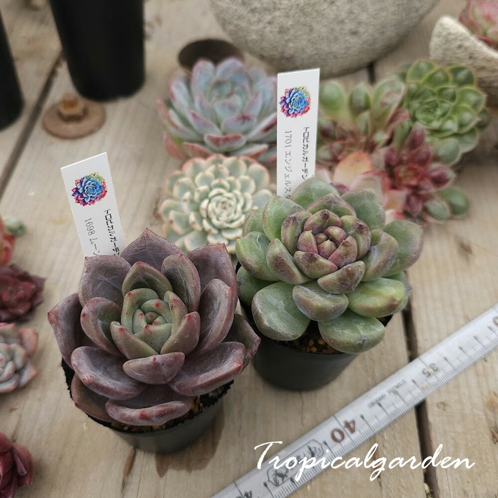 3+1　2097　ムーンエリア＆エンジェルスター　2号鉢　多肉植物　ポット苗植え付け済み　韓国産　観葉植物