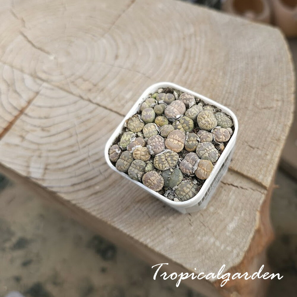 3+1　2109　大津絵リトープスポット苗　2号鉢　多肉植物　ポット苗植え付け済み　韓国産　観葉植物