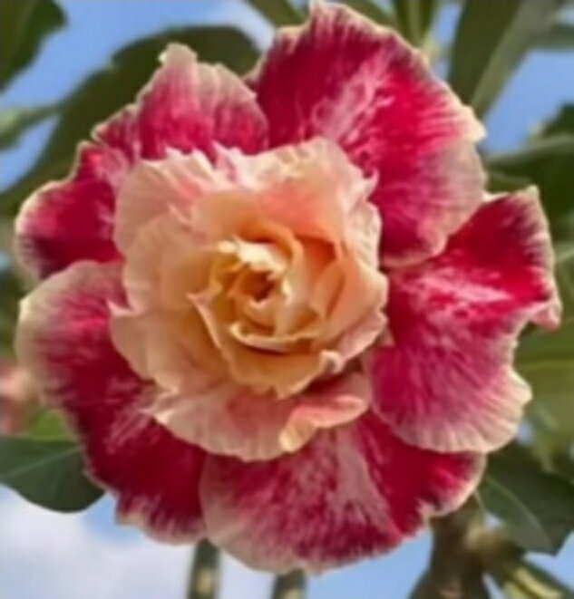 1791　3+1　Mandarin Duck Brocade　アデニウム　多肉植物　観葉植物