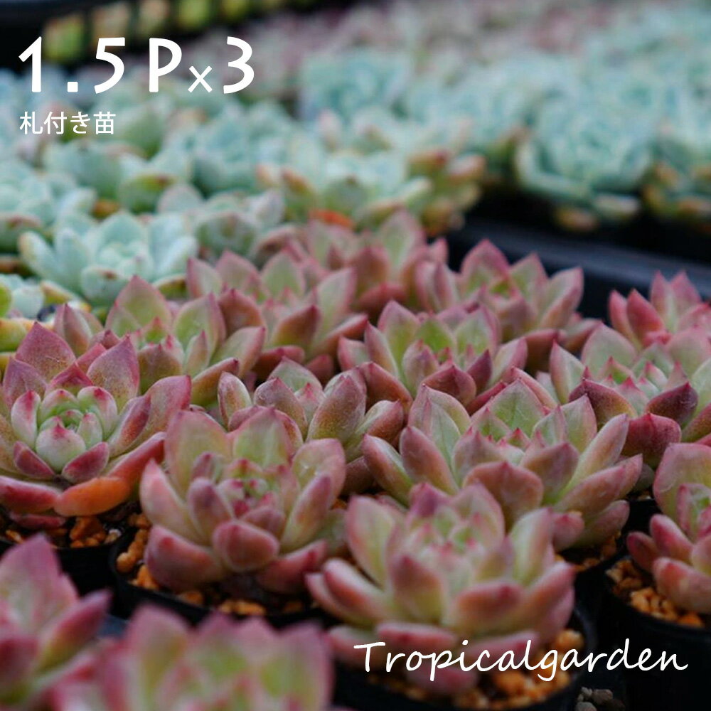 038 【1等最大100%ポイントバック】3+1 エケベリア 多肉植物 1.5号ポット苗ランダム3ポットセット 韓国産 観葉植物