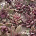 auc-tropical-garden:10005983のサンプル画像2