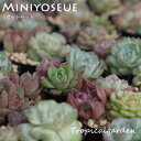 auc-tropical-garden:10005575のサンプル画像2