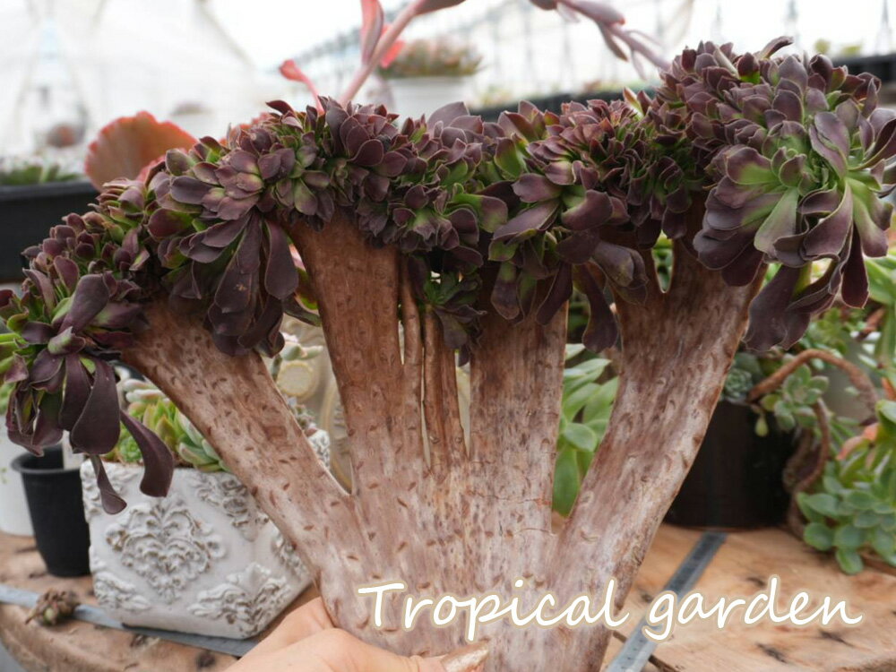 【3+1】384　多肉植物　アエオニウム　arboreum velour European cristata　観葉植物　インテリア　グリーン