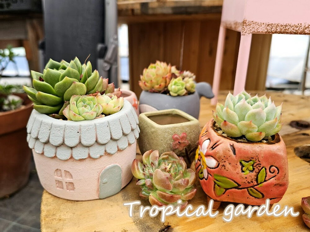 【大感謝祭目玉品】157　3＋1　タニクガチャ　おまかせ札付き苗＋陶器ORモルタル鉢セット　エケベリア　多肉植物　韓国産　観葉植物