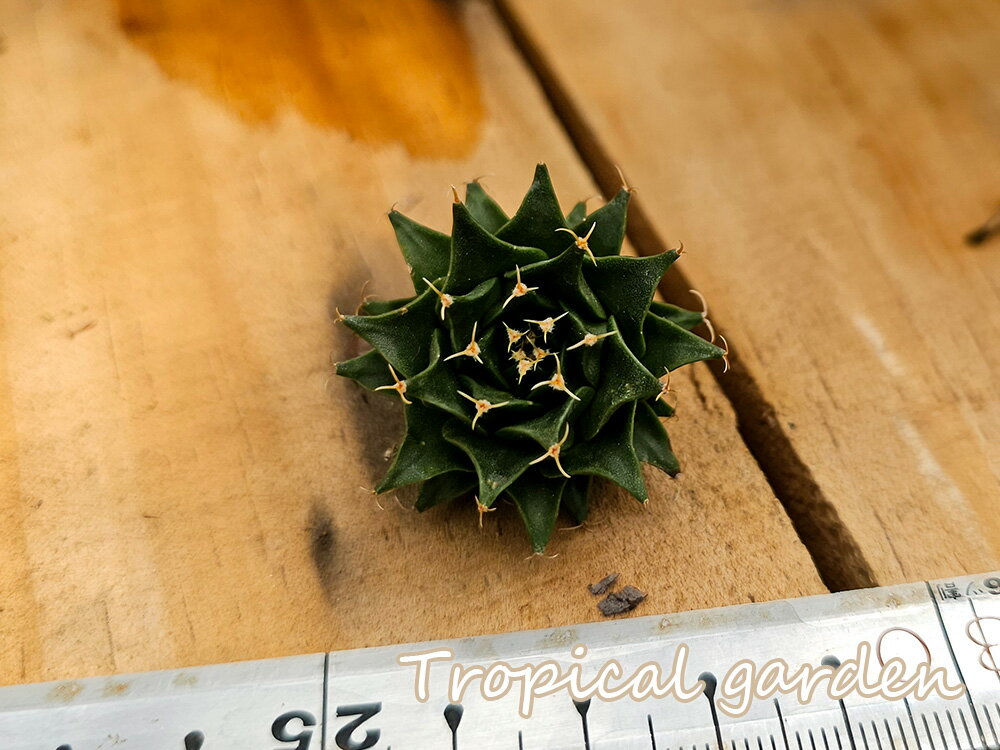 【3+1】352　 多肉植物　サボテン　帝冠　観葉植物　インテリア　グリーン