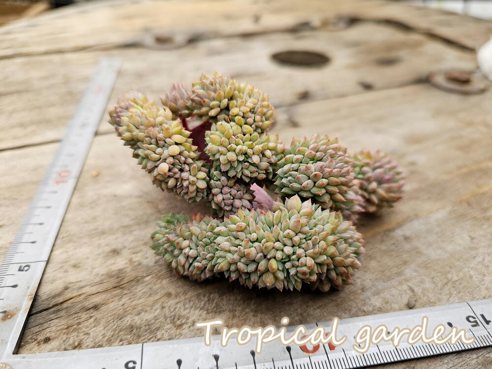エケベリア　多肉植物　クリッシーエンライアン綴化　韓国産　観葉植物のサムネイル