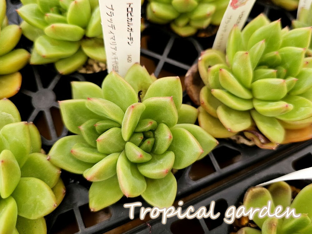 210　3+1　ブラッドマリア×千代田の松　エケベリア　多肉植物　韓国産　観葉植物