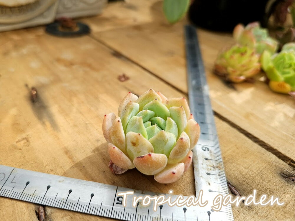 【3+1】243　多肉植物　エケベリア　Fantasy　観葉植物　インテリア　グリーン