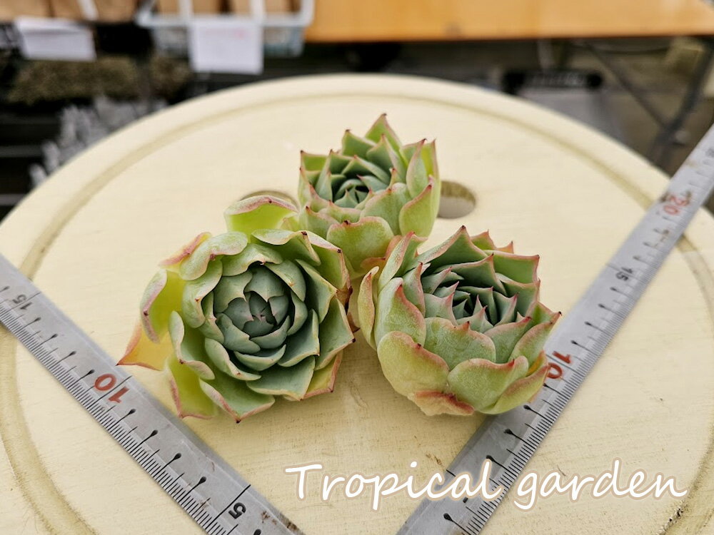 エケベリア　多肉植物　ロンリー ハート　韓国産　観葉植物