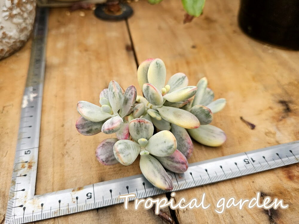 【3+1】350　 多肉植物　コチレドン　達磨福娘錦　観葉植物　インテリア　グリーンのサムネイル