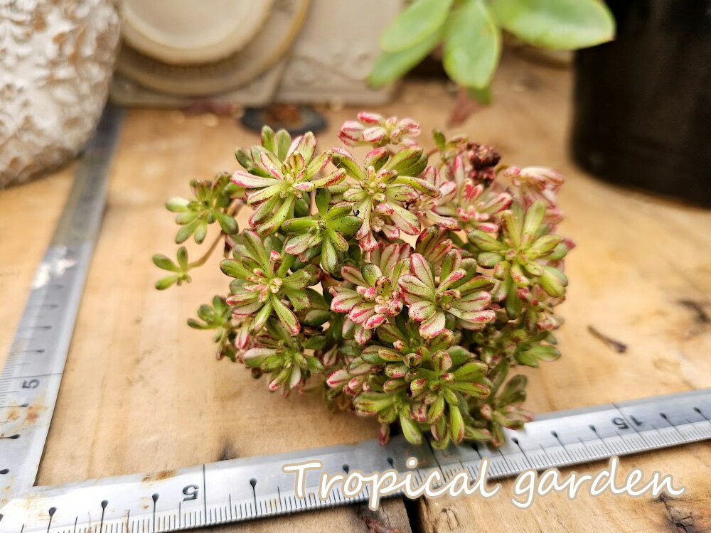 【3+1】349　 多肉植物　アエオニウム　小人の祭り錦　観葉植物　インテリア　グリーンのサムネイル