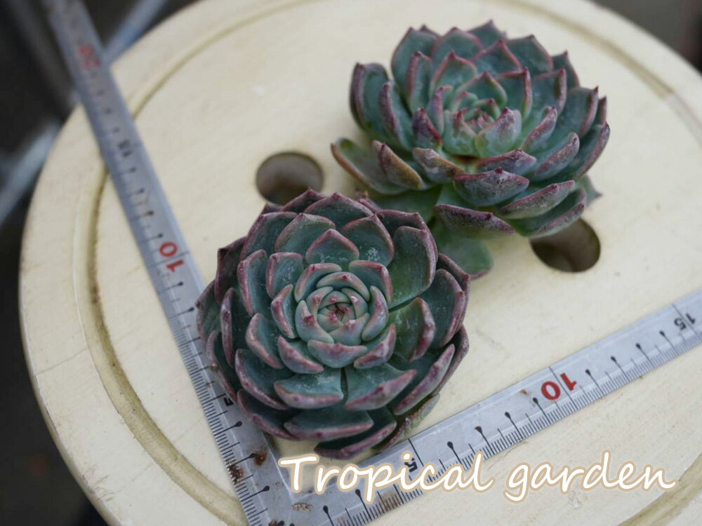 【3+1】362　 多肉植物　エケベリア　パイレーツ　観葉植物　インテリア　グリーン