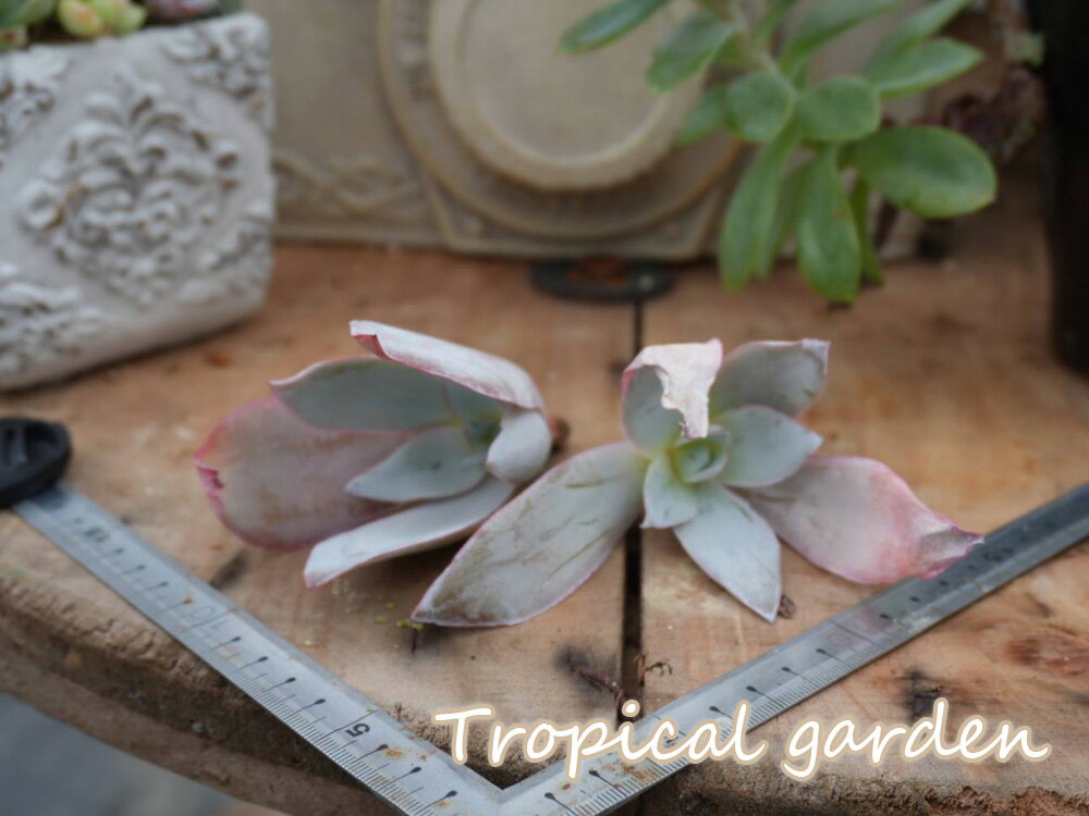 【3+1】386　多肉植物　エケベリア　カンテ　観葉植物　インテリア　グリーン