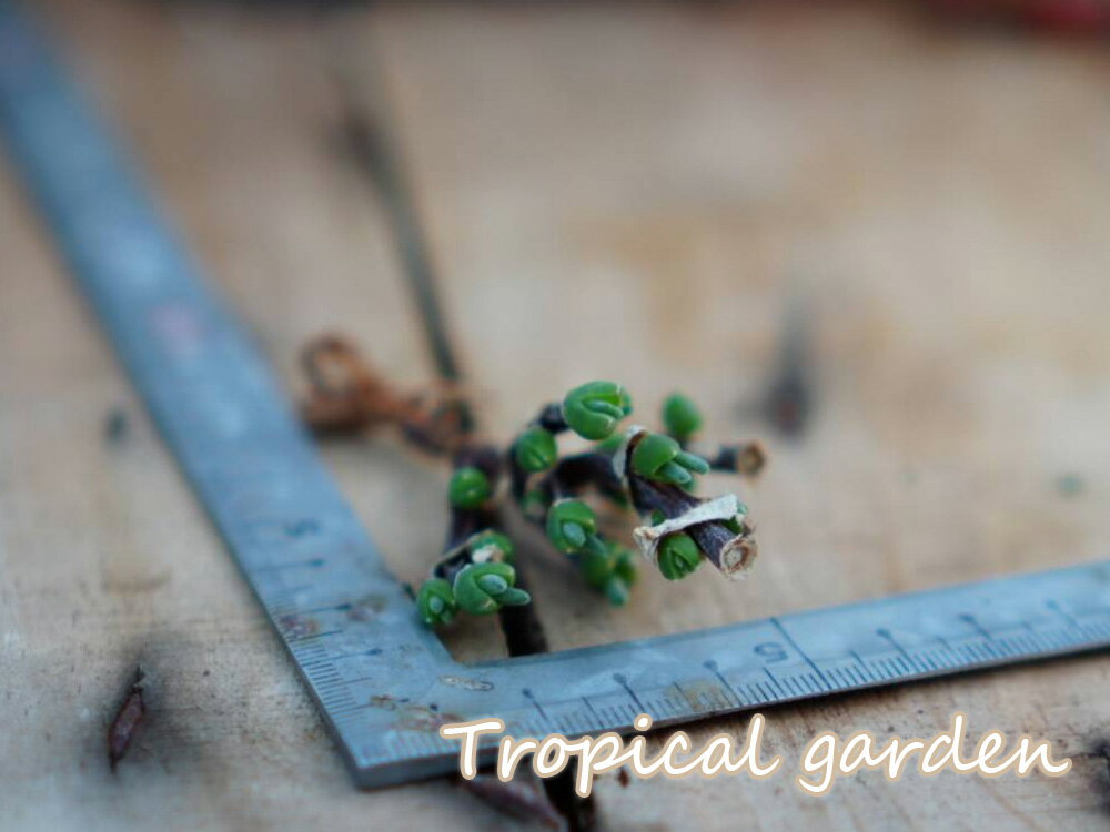 417　3+1　ディクロカウロン ラムローサム　エケベリア　多肉植物　観葉植物　インテリア　グリーン