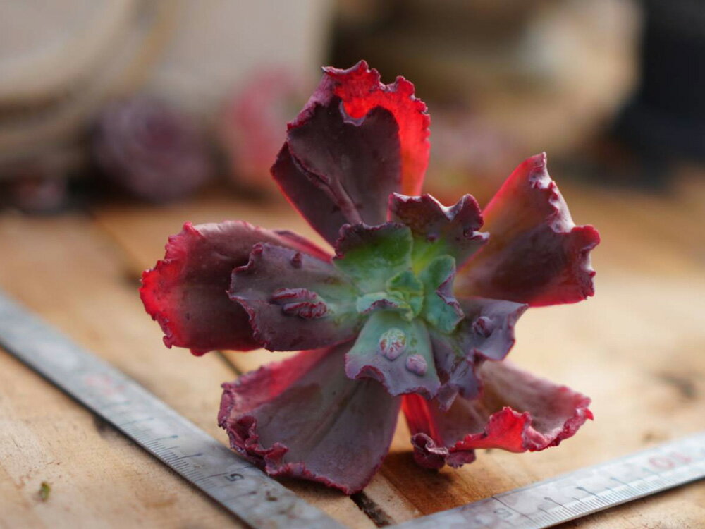 409　3+1　Krosa　エケベリア　多肉植物　観葉植物　インテリア　グリーン