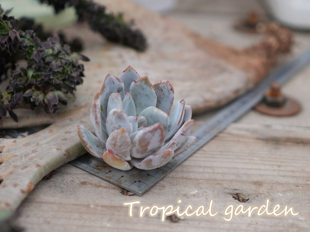 470　3+1　トロムソ　エケベリア　多肉植物　観葉植物　インテリア　グリーンのサムネイル