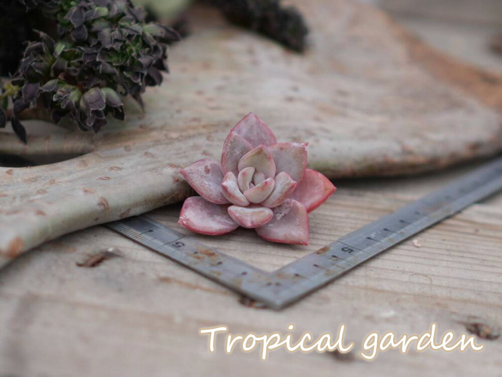 462　3+1　ドライアント　エケベリア　多肉植物　観葉植物　インテリア　グリーンのサムネイル