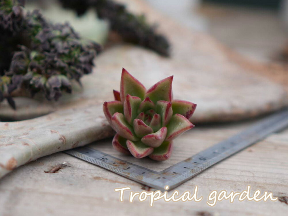 453　3+1　エボニーxロメオ　エケベリア　多肉植物　観葉植物　インテリア　グリーンのサムネイル