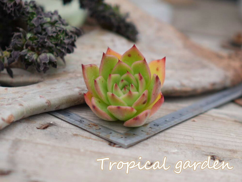 455　3+1　ブラッドマリアxメキシコマリア　エケベリア　多肉植物　観葉植物　インテリア　グリーンのサムネイル