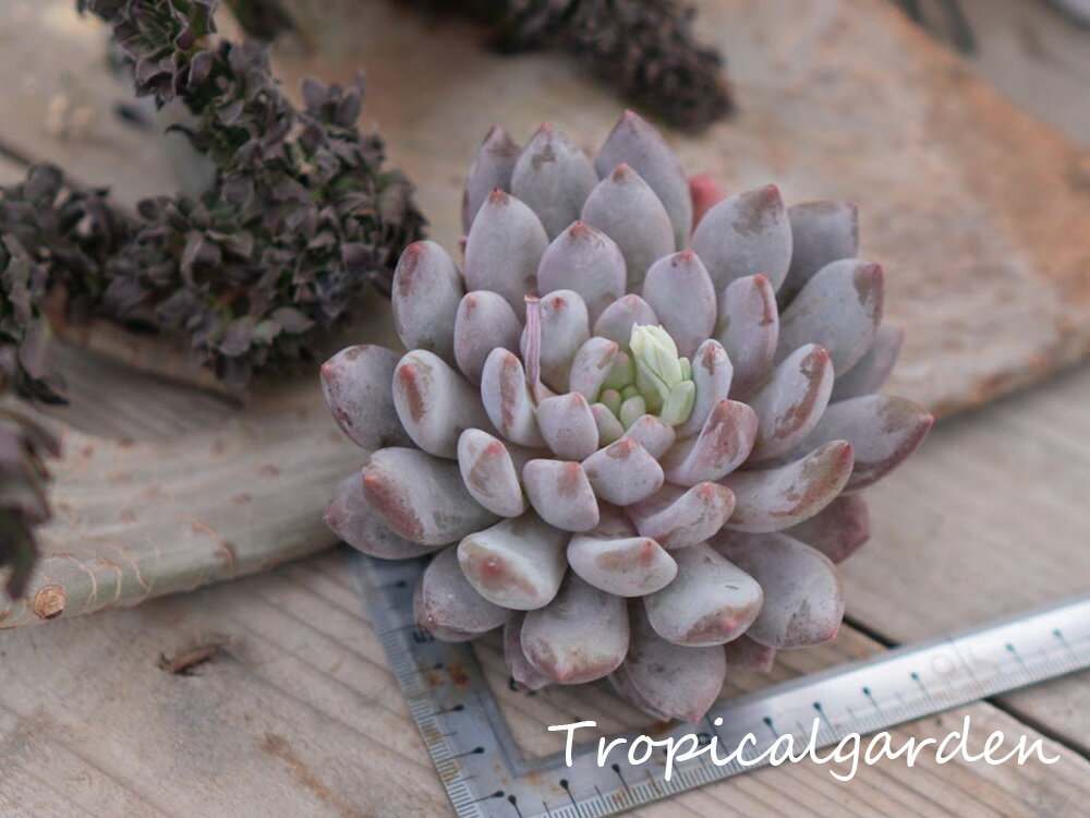 832　3+1　エケベリア　ガールハート　多肉植物　韓国産　観葉植物