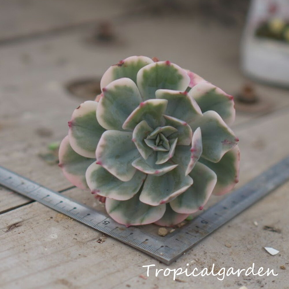 969　3+1　インブリカータ錦　エケベリア　多肉植物　観葉植物　インテリア　グリーン