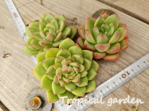 エケベリア 多肉植物 ブラッディマリア×千代田松 選別 韓国産 観葉植物