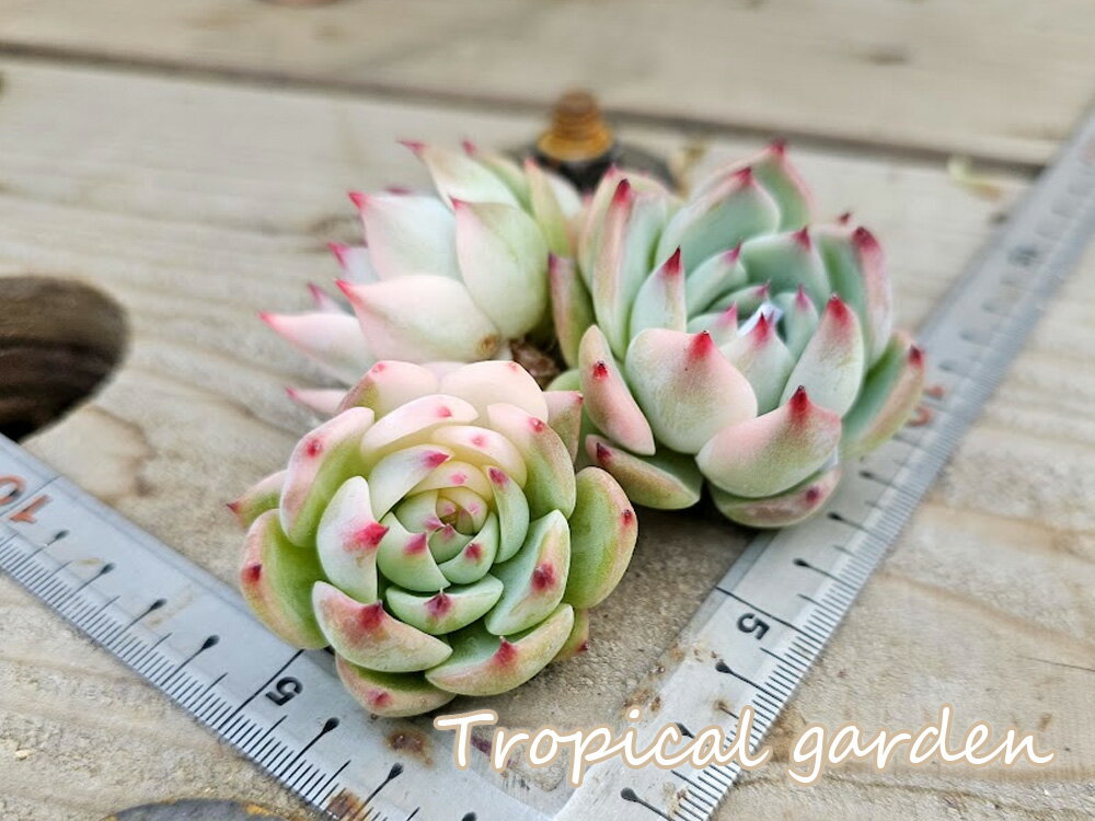 エケベリア　多肉植物　チワワエンシス錦　韓国産　観葉植物のサムネイル