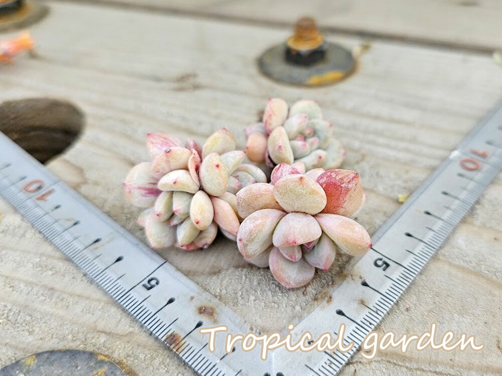 エケベリア　多肉植物　星影赤錦　韓国産　観葉植物のサムネイル