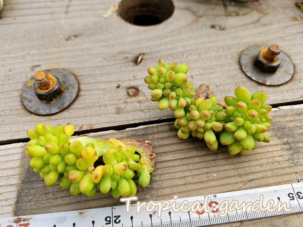 エケベリア　セダム・八千代綴化　多肉植物　韓国産　観葉植物のサムネイル