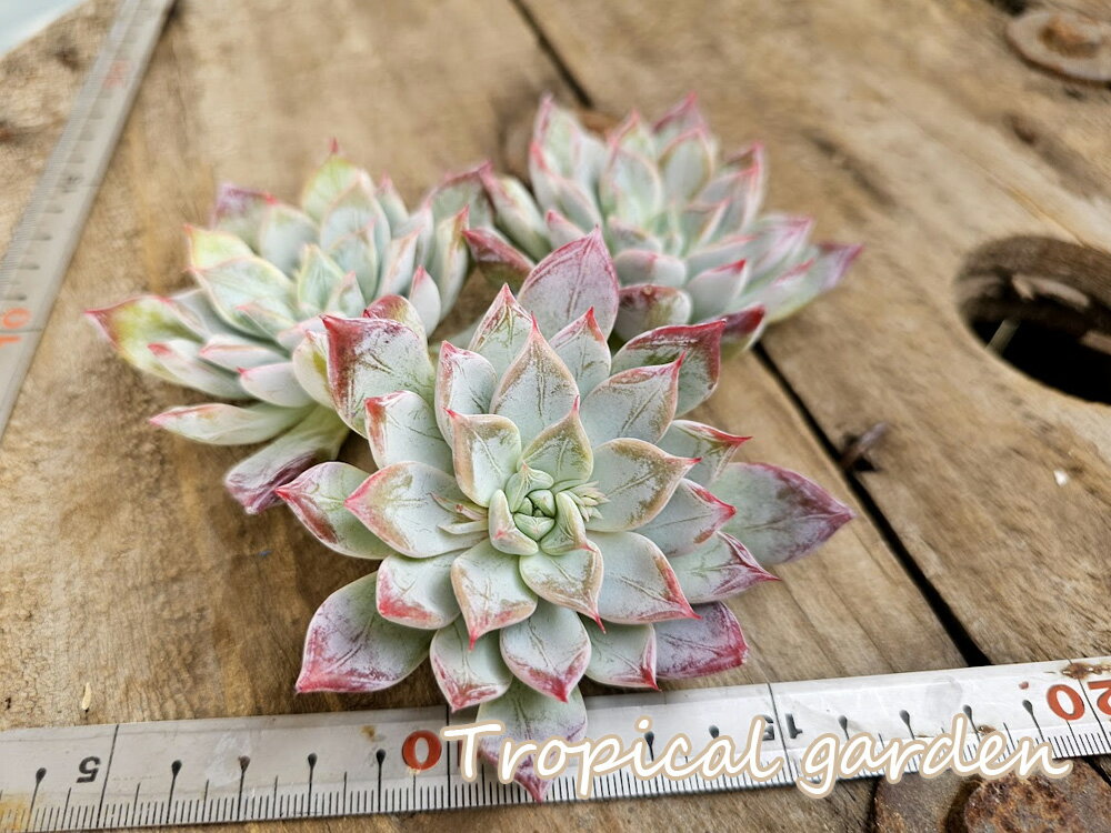 エケベリア　多肉植物　ペガサス　韓国産　観葉植物のサムネイル