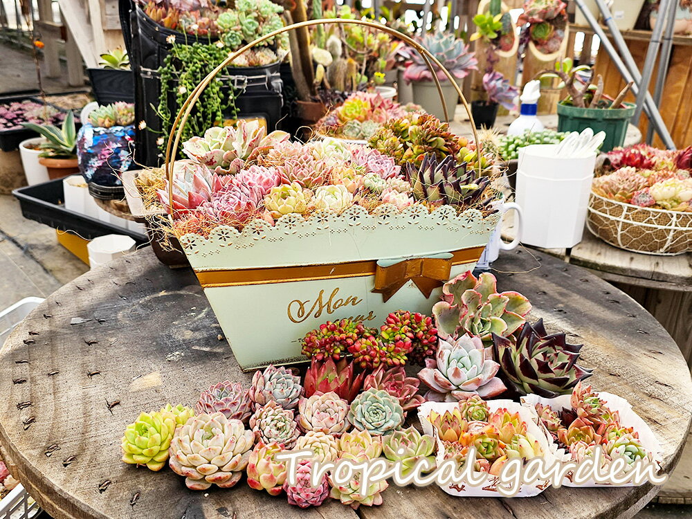 レースバスケット鉢セット　豪華寄せ植えセット　フリルエケベリア1+メキシカンジャイアント1+エボニー1+セッカ苗1+中サイズ寄せ植え苗15コ+ミニ苗18コ　合計37　寄せ植えセット　多肉植物　エケベリアのサムネイル