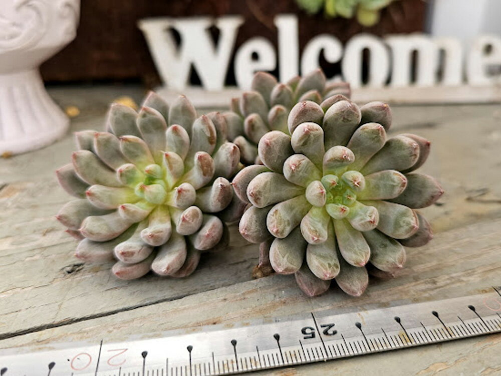 エケベリア　アンソニークイーン　多肉植物　韓国産　観葉植物のサムネイル
