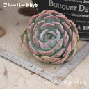 11【選べる3苗】ブルーバードhyb エケベリア 多肉植物 観葉植物