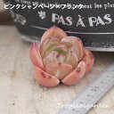 10【選べる3苗】ピンクシャンペーン×フランク エケベリア 多肉植物 観葉植物