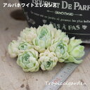 8【選べる3苗】アルバホワイトエレガンス エケベリア 多肉植物 観葉植物