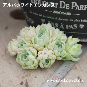 8【選べる3苗】アルバホワイトエレガンス エケベリア 多肉植物 観葉植物